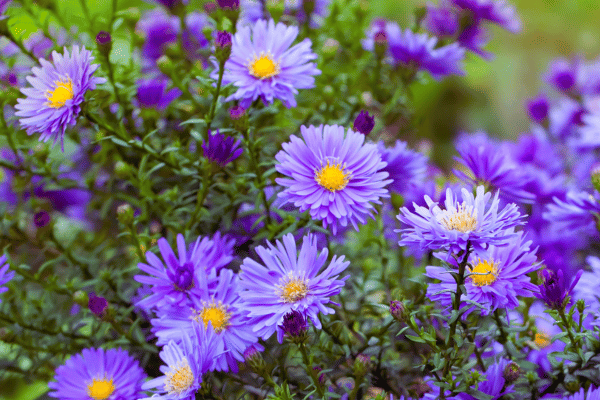 how-many-flowers-do-you-need-for-a-wedding-aster