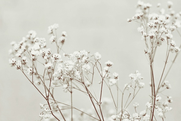 how-many-flowers-do-you-need-for-a-wedding-babys-breath