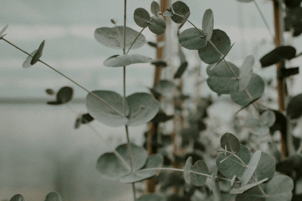 how-many-flowers-do-you-need-for-a-wedding-eucalyptus