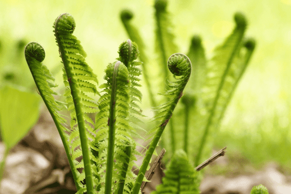 how-many-flowers-do-you-need-for-a-wedding-ferns