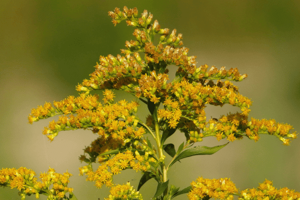 how-many-flowers-do-you-need-for-a-wedding-goldenrod