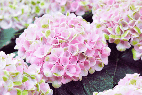 how-many-flowers-do-you-need-for-a-wedding-hydrangea