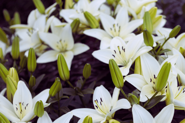 how-many-flowers-do-you-need-for-a-wedding-lilies