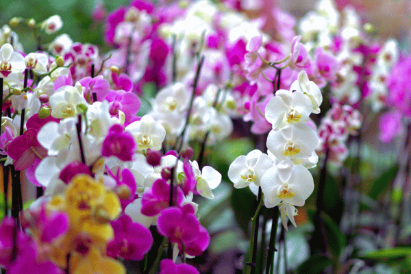 how-many-flowers-do-you-need-for-a-wedding-orchids