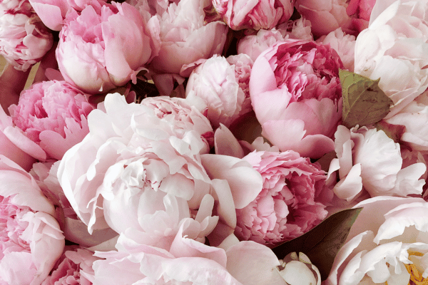 how-many-flowers-do-you-need-for-a-wedding-peonies