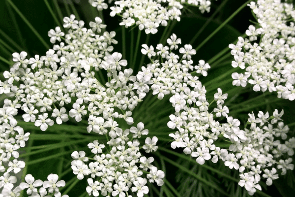 how-many-flowers-do-you-need-for-a-wedding-queens-anne-lace