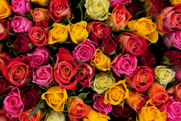 how-many-flowers-do-you-need-for-a-wedding-roses