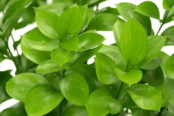 how-many-flowers-do-you-need-for-a-wedding-ruscus