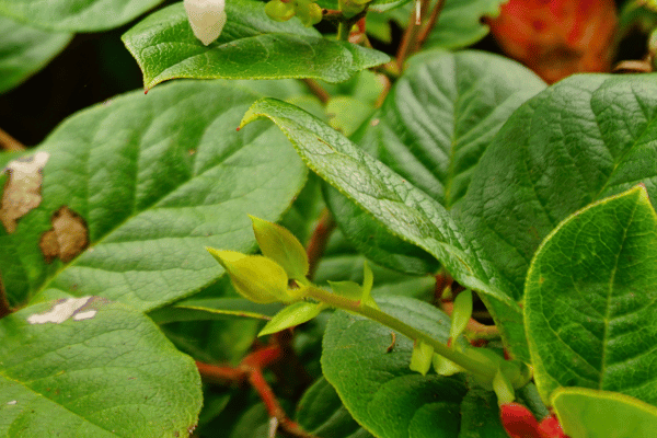 how-many-flowers-do-you-need-for-a-wedding-salal