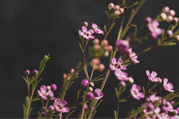 how-many-flowers-do-you-need-for-a-wedding-waxflower