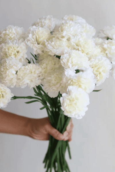 Faux Real Touch Carnations-Cream White