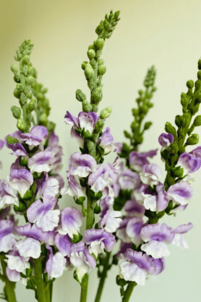 Purple Snapdragon-Long Stem, Realistic Artificial