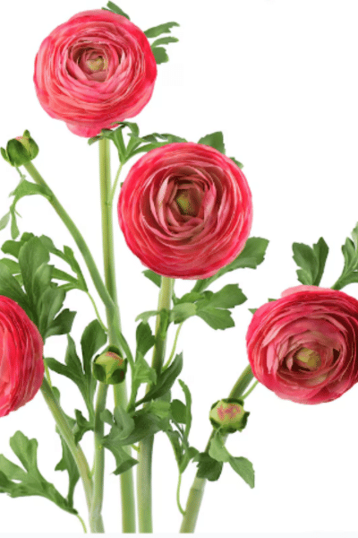 Real Touch Buttercup  Ranunculus Asiaticus (Rosy Pink)