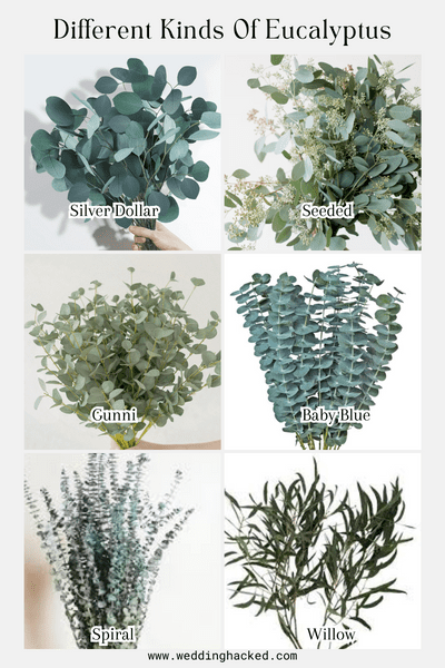 different kinds of eucalyptus to use in wedding decor