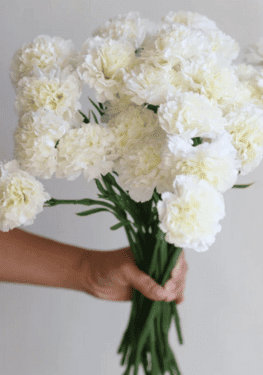 17 Faux Real Touch Carnations-Cream White, Artificial Carnation Stem, DIY