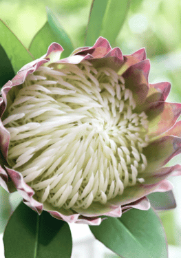 Chestnut Floral White King Protea Silk Tropical Artificial Flower