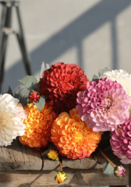 Gradient Colors Dahlia, Artificial Dahlia Flowers