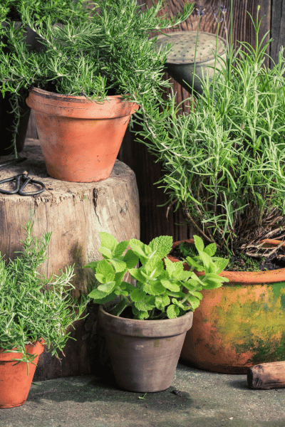 potted-herbs-italian-bridal-shower-decor