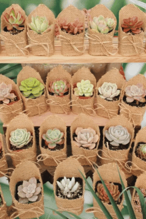 Succulent Party Favors in Burlap