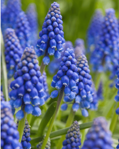 24 Blue Grape Hyacinth Bulbs