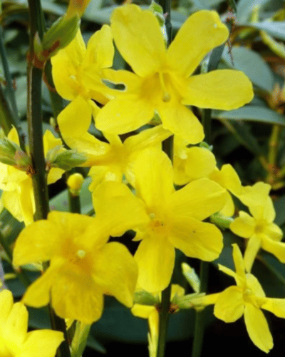 Asminum Nudiflorum - Winter Jasmine