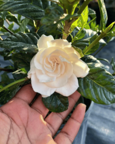 Gardenia Aimee