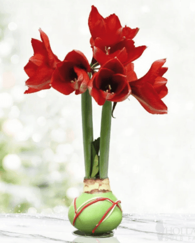 Green Picasso Base Waxed Amaryllis Flower Bulb with Stand