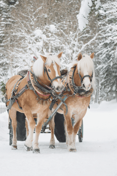 Horse-Drawn Carriage Ride winter wonderland romantic engagement photos