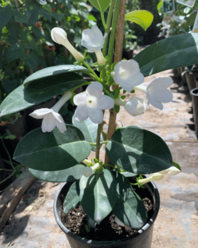 Madagascar Jasmine (Stephanotis Floribunda)