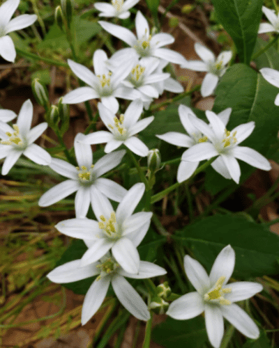 Star of Bethlehem flower bulbs