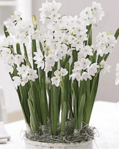 Ziva Paperwhites Bulbs- Indoor Narcissus