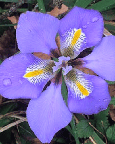 algerian iris winter wedding flowers