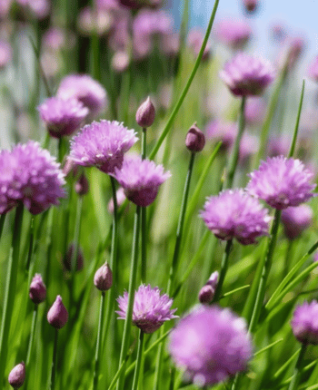 Chives (Common) Seedling