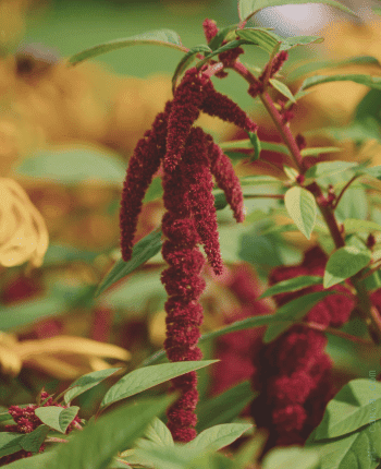fall wedding flowers amaranthus amaranth