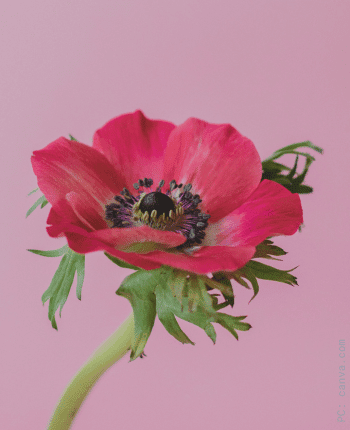 fall wedding flowers anemones red pink