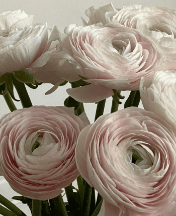 fall wedding flowers blush ranunculus