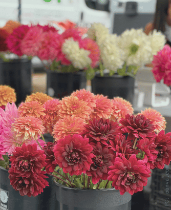 fall wedding flowers chrysanthemums