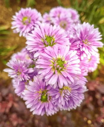 fall wedding flowers pink asters