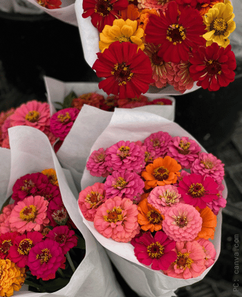 fall wedding flowers zinnias