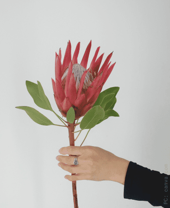 fall wedding flowers protea