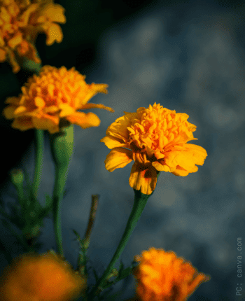marigold fall wedding flowers