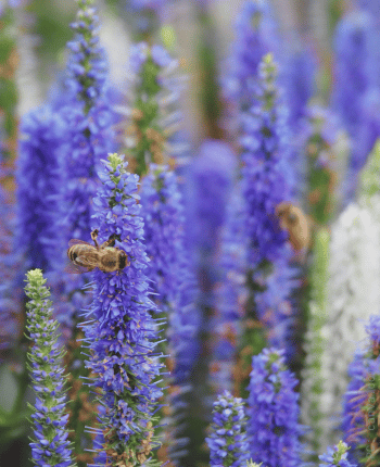 speedwell fall wedding flowers veronica