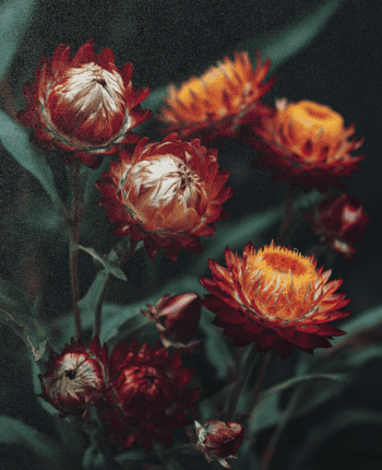 strawflower fall wedding flowers