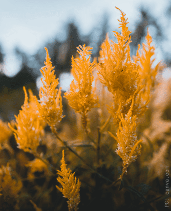 yellow cockscomb celosia wedding flower fall