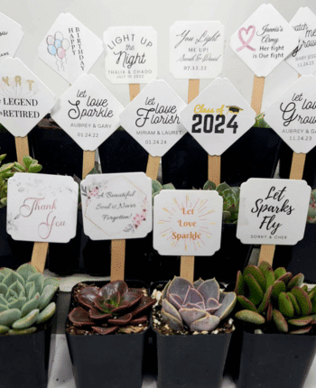 100 Pack - Assorted Succulent Favors