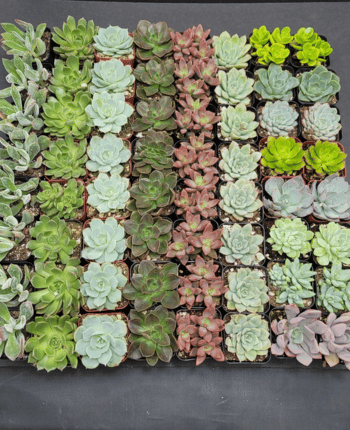 2 - 50 Pack - Assorted Succulent Favors